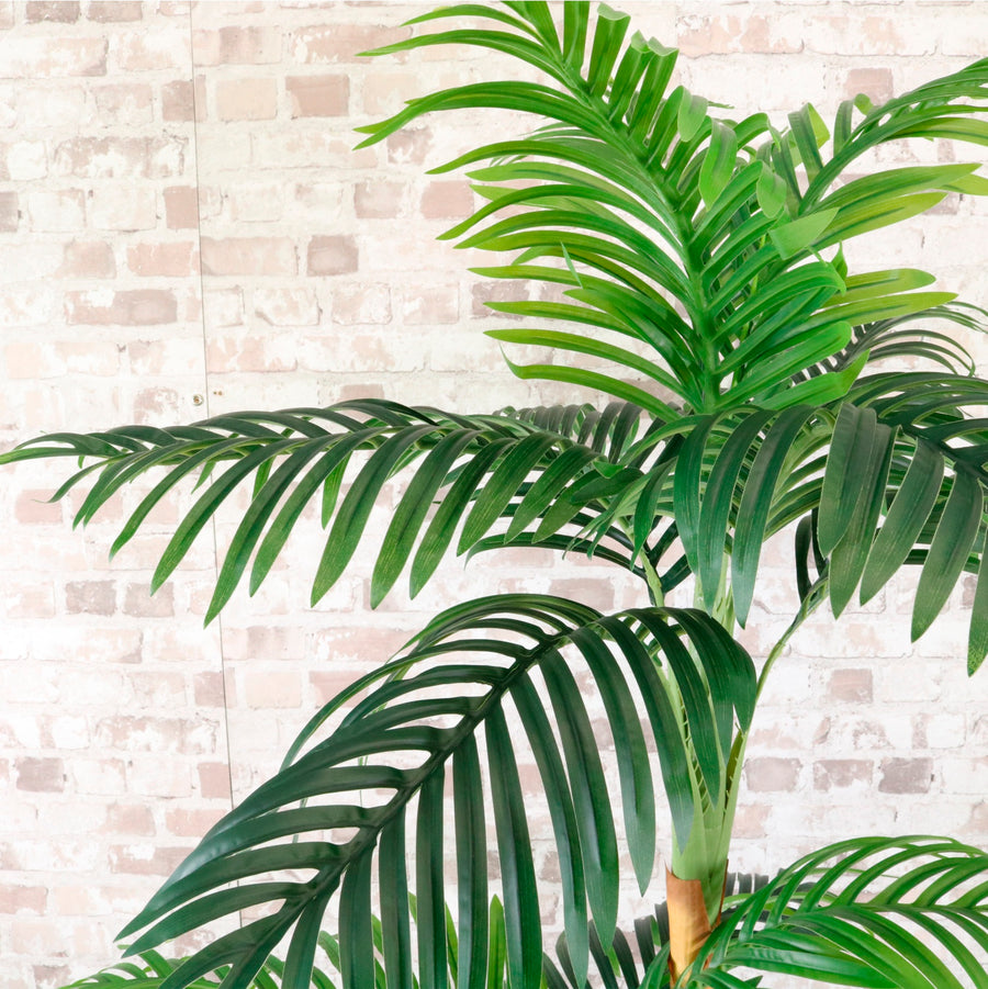 Kentia Palm 120cm
