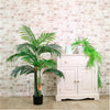 Kentia Palm 120cm