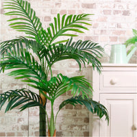 Kentia Palm 120cm