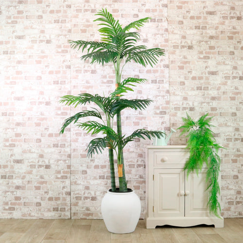 Kentia Palm 180cm