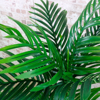 Kentia Palm 180cm