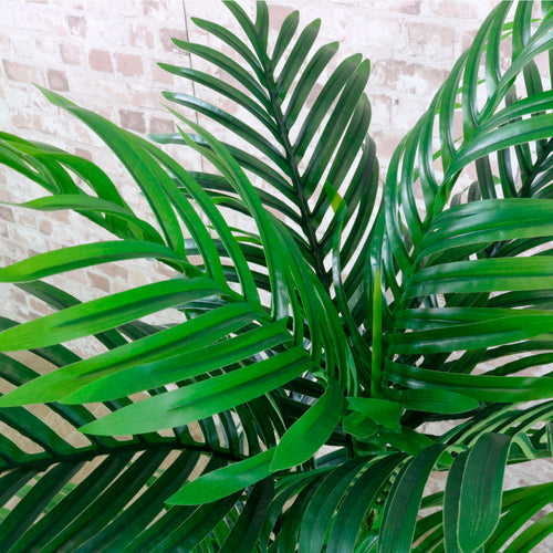 Kentia Palm 180cm
