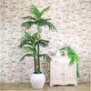 Kentia Palm 180cm