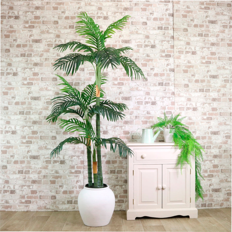Kentia Palm 180cm