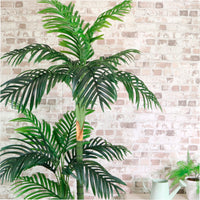 Kentia Palm 180cm