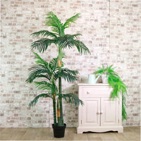 Kentia Palm 180cm