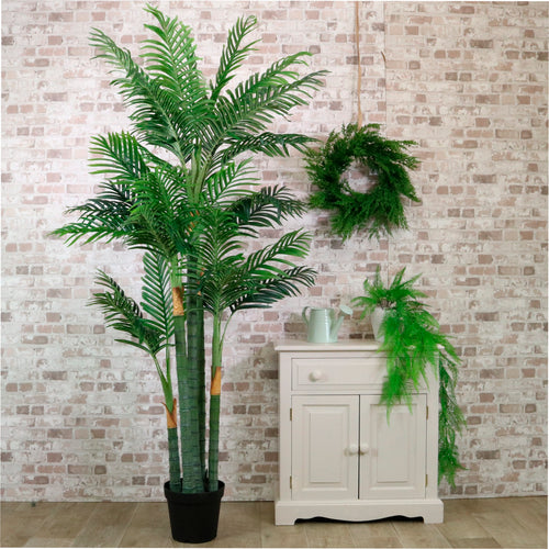Kentia Palm 200cm