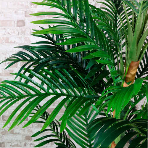 Kentia Palm 200cm
