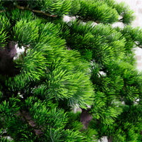 Welcome Pine Bonsai 150cm