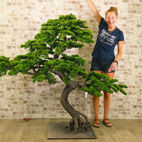 Welcome Pine Bonsai 150cm