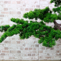 Welcome Pine Bonsai 150cm