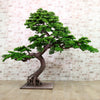 Welcome Pine Bonsai 150cm