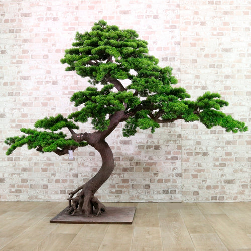 Welcome Pine Bonsai 150cm