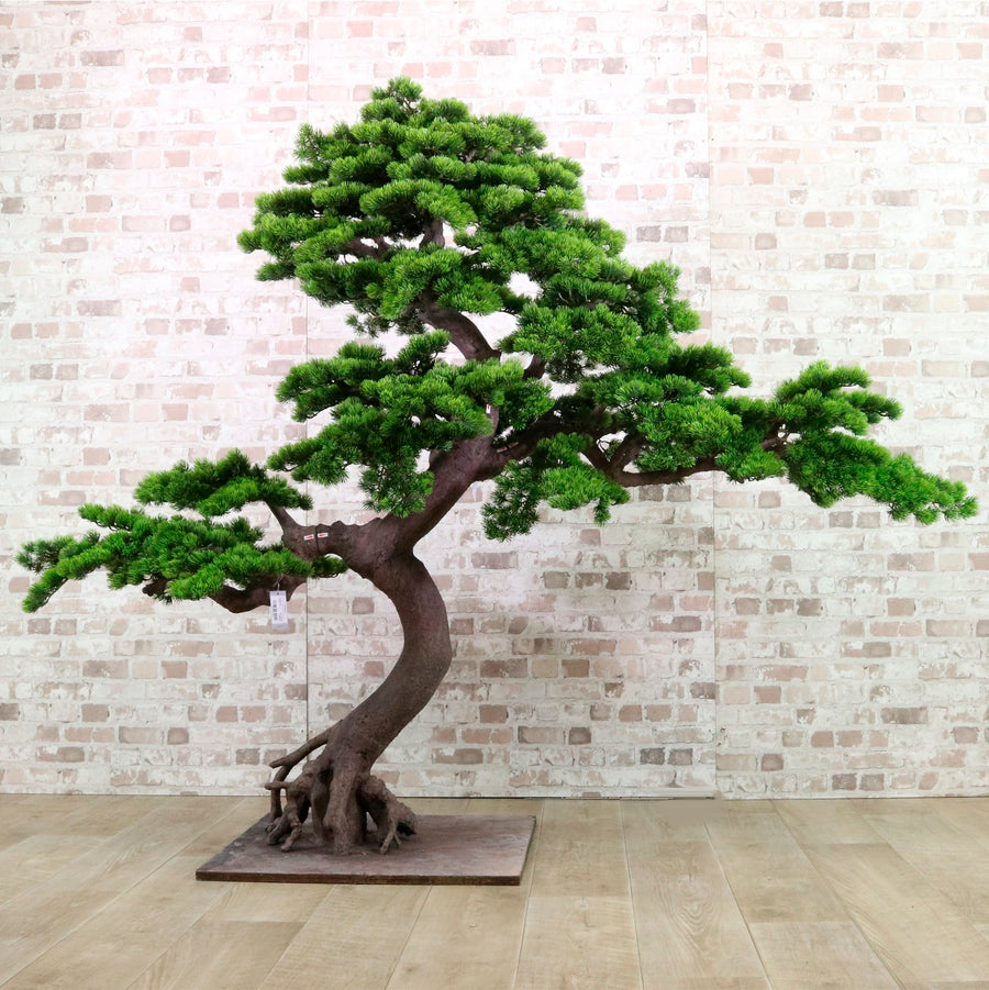 bonsai tree uk for sale Welcome Pine Bonsai 150cm – Lotus Imports Ltd