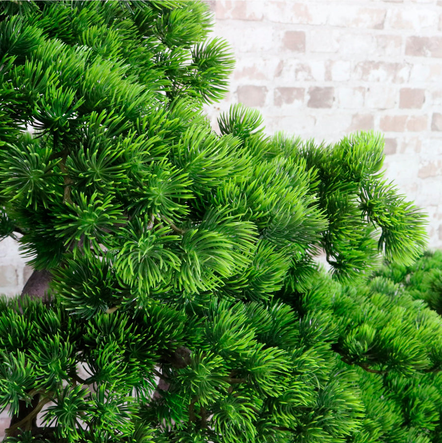 Welcome Pine Bonsai 150cm