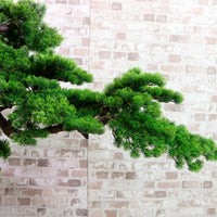 Welcome Pine Bonsai 150cm