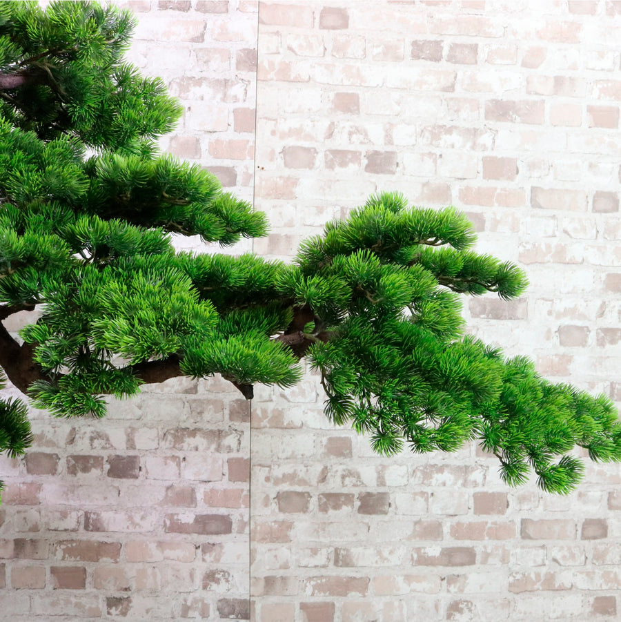 Welcome Pine Bonsai 150cm
