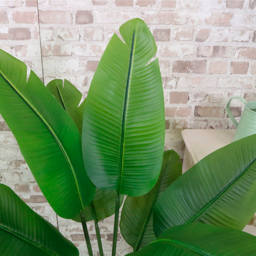 Strelitzia Palm Tree 120cm