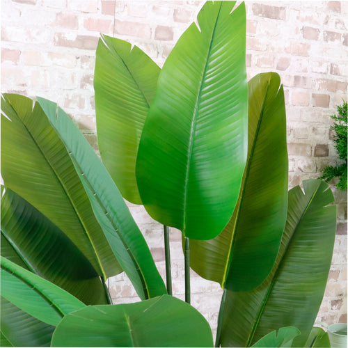Strelitzia Palm Tree 180cm