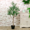 Olive Tree 120cm