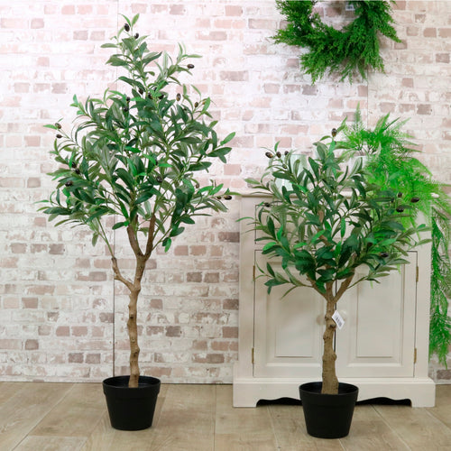 Olive Tree 120cm