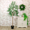 Olive Tree 180cm #No1