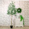 Olive Tree 210cm