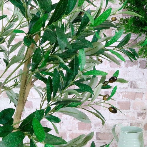Olive Tree 210cm