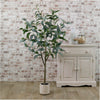Eucalyptus Nicholii Tree 140cm