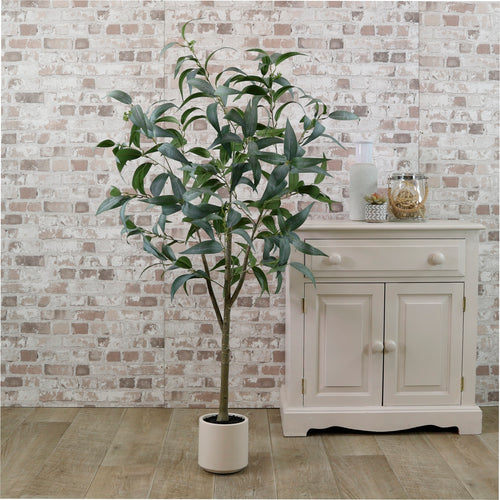 Eucalyptus Nicholii Tree 140cm
