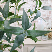 Eucalyptus Nicholii Tree 140cm