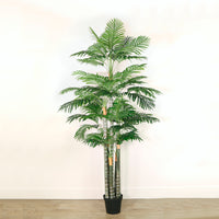 Kentia Palm 230cm