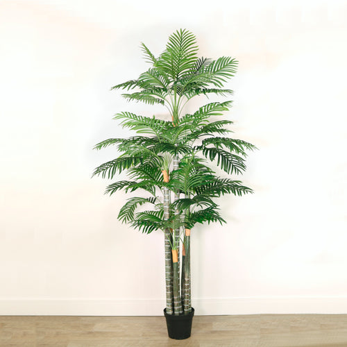 Kentia Palm 230cm