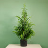 Real Touch Norfolk Pine Potted Tree (90cm)