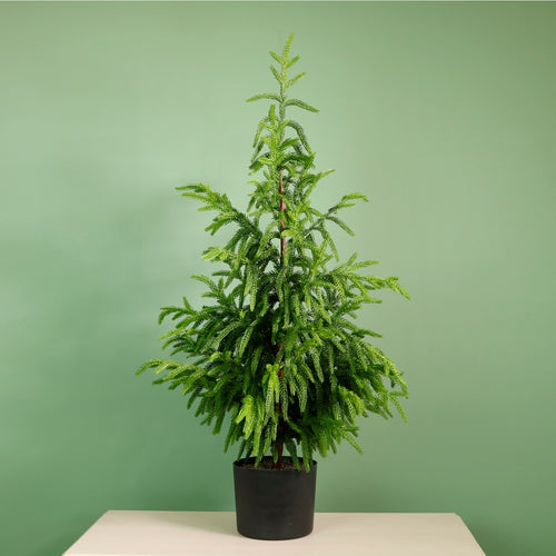 Real Touch Norfolk Pine Potted Tree (90cm)