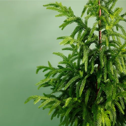 Real Touch Norfolk Pine Potted Tree (90cm)