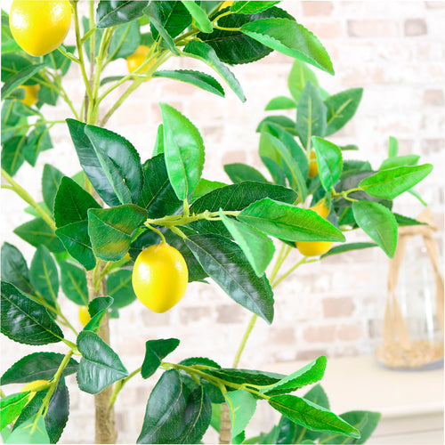 Lemon Tree 160cm