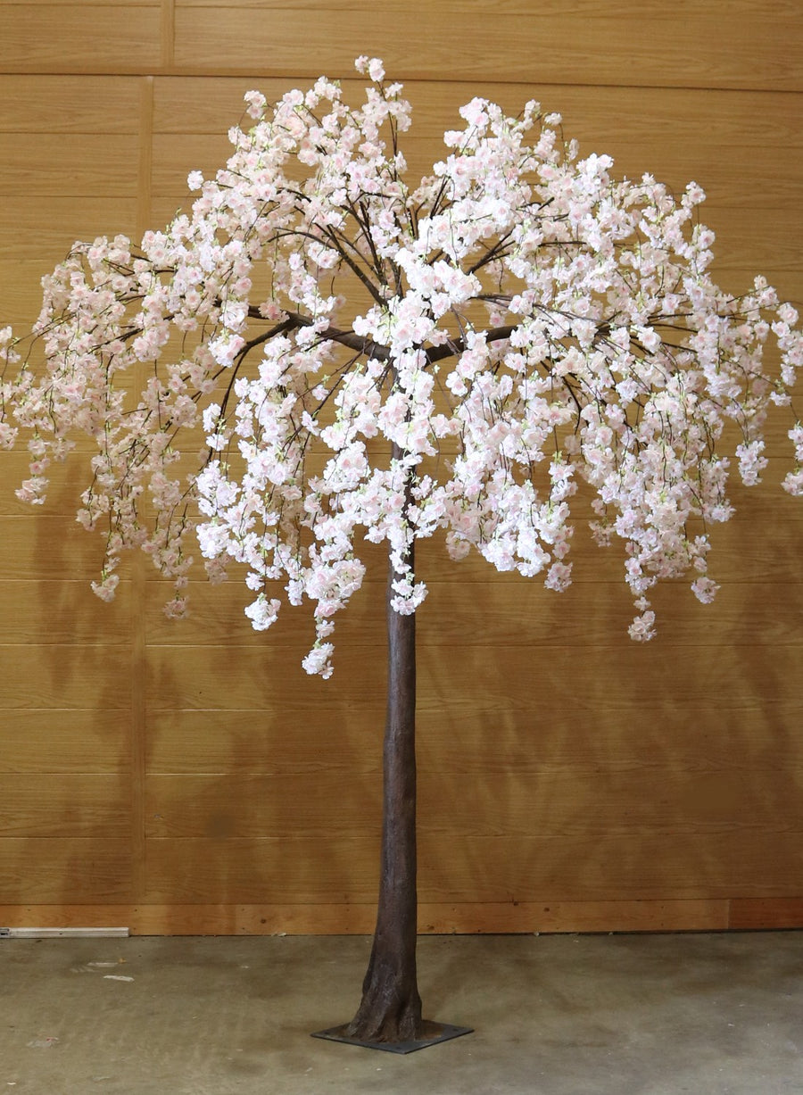 Weeping Parasol Tree (2.9Metres)