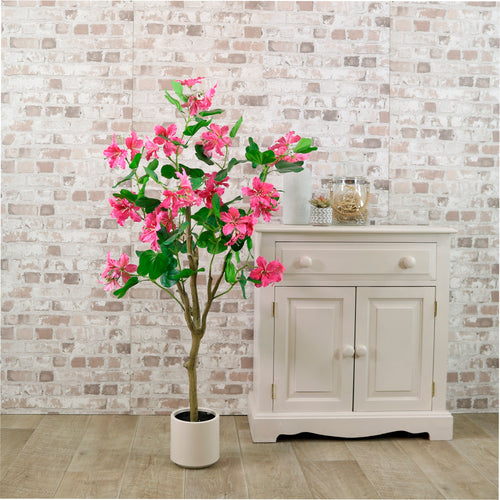 Bauhinia Tree 120cm