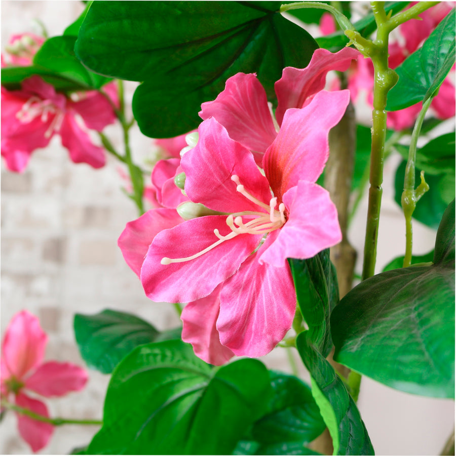 Bauhinia Tree 120cm