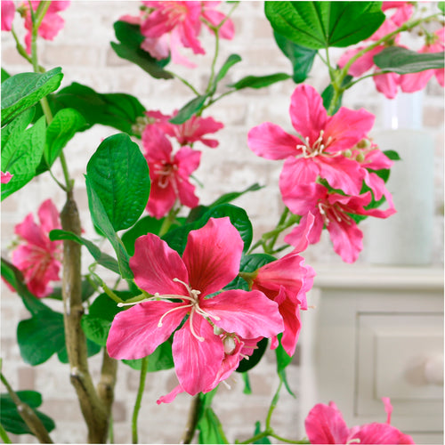 Bauhinia Tree 120cm