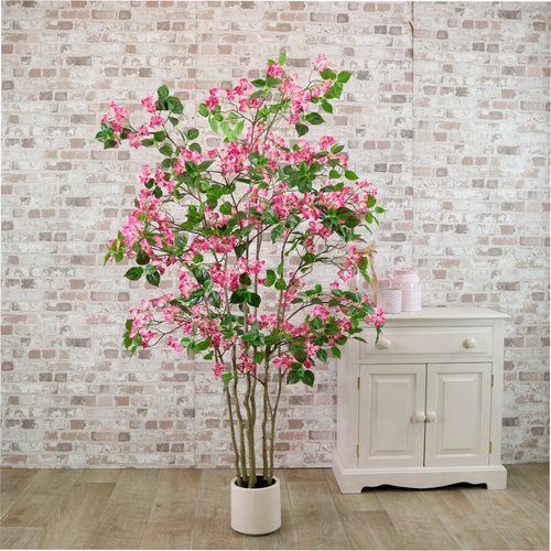 Wild Bougainvillea Tree 170cm