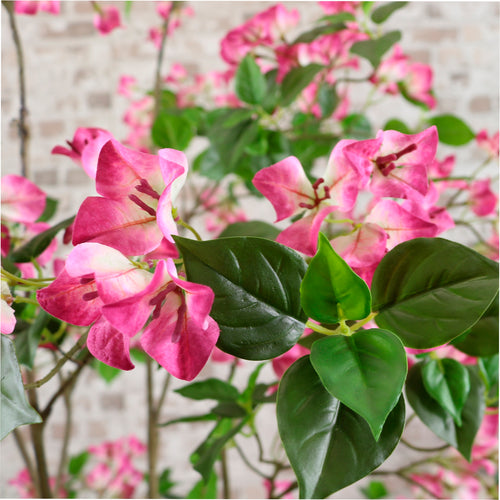 Wild Bougainvillea Tree 170cm