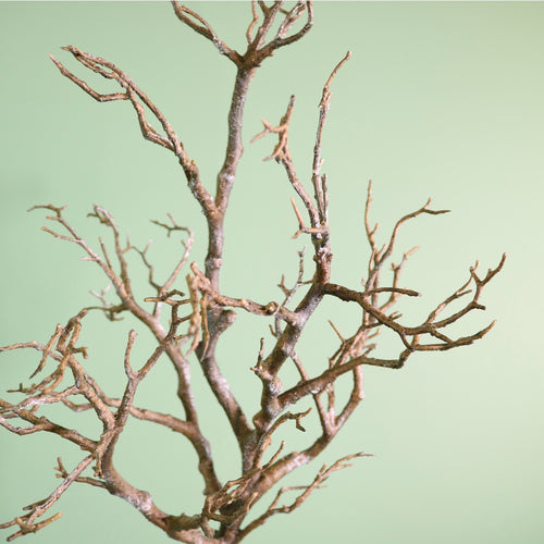 Manzanita Tree (80cm)