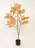 Ailanthus Altissima Tree 120cm