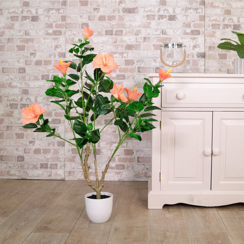 Hibiscus Tree 90cm