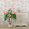 Hibiscus Tree 90cm