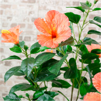 Hibiscus Tree 90cm