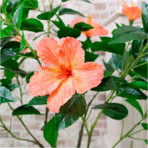 Hibiscus Tree 90cm