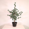 Premium Rounded Cedar Pine Tree In Pot (80cm)
